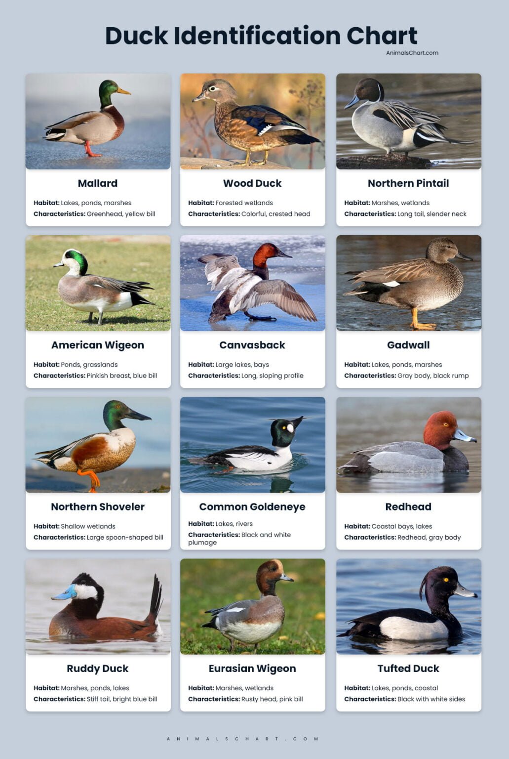 Duck Identification Chart Male Female Baby Duck Species Id Duck Identification Chart Male Female Baby Duck Species Id