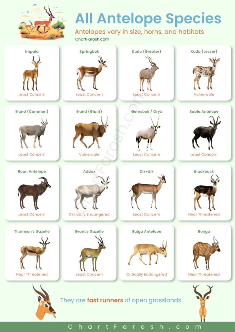 All Antelope Species List with Pictures