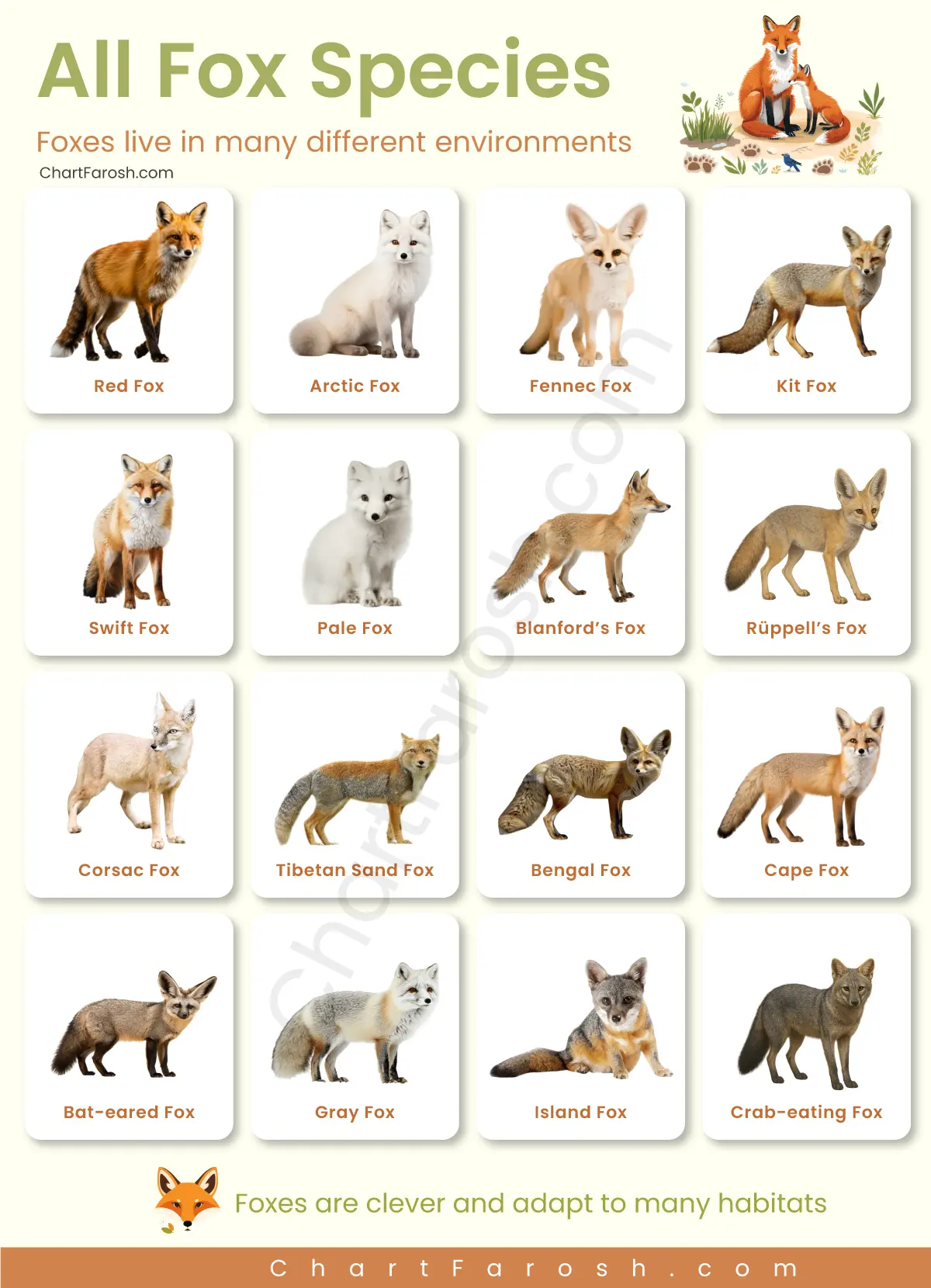 All Fox Species List with Pictures