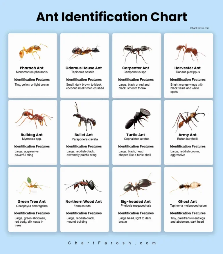 Ant Identification Chart