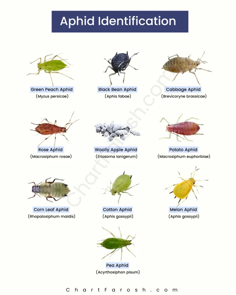Aphid Identification Chart 