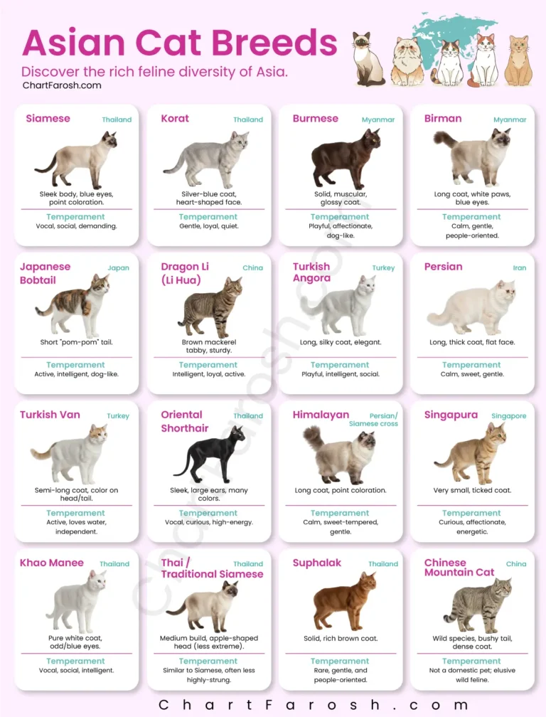 Asian Cat Breeds list with Pictures