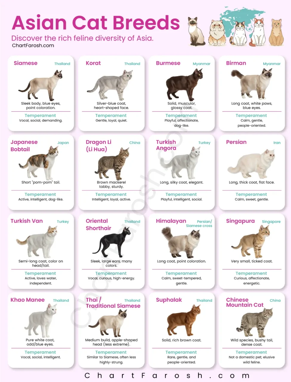 Asian Cat Breeds list with Pictures