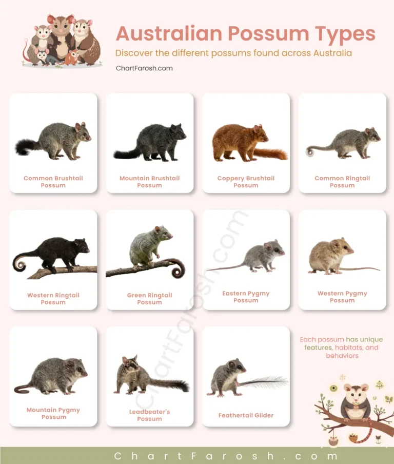 Australian Possum Types list with pictures