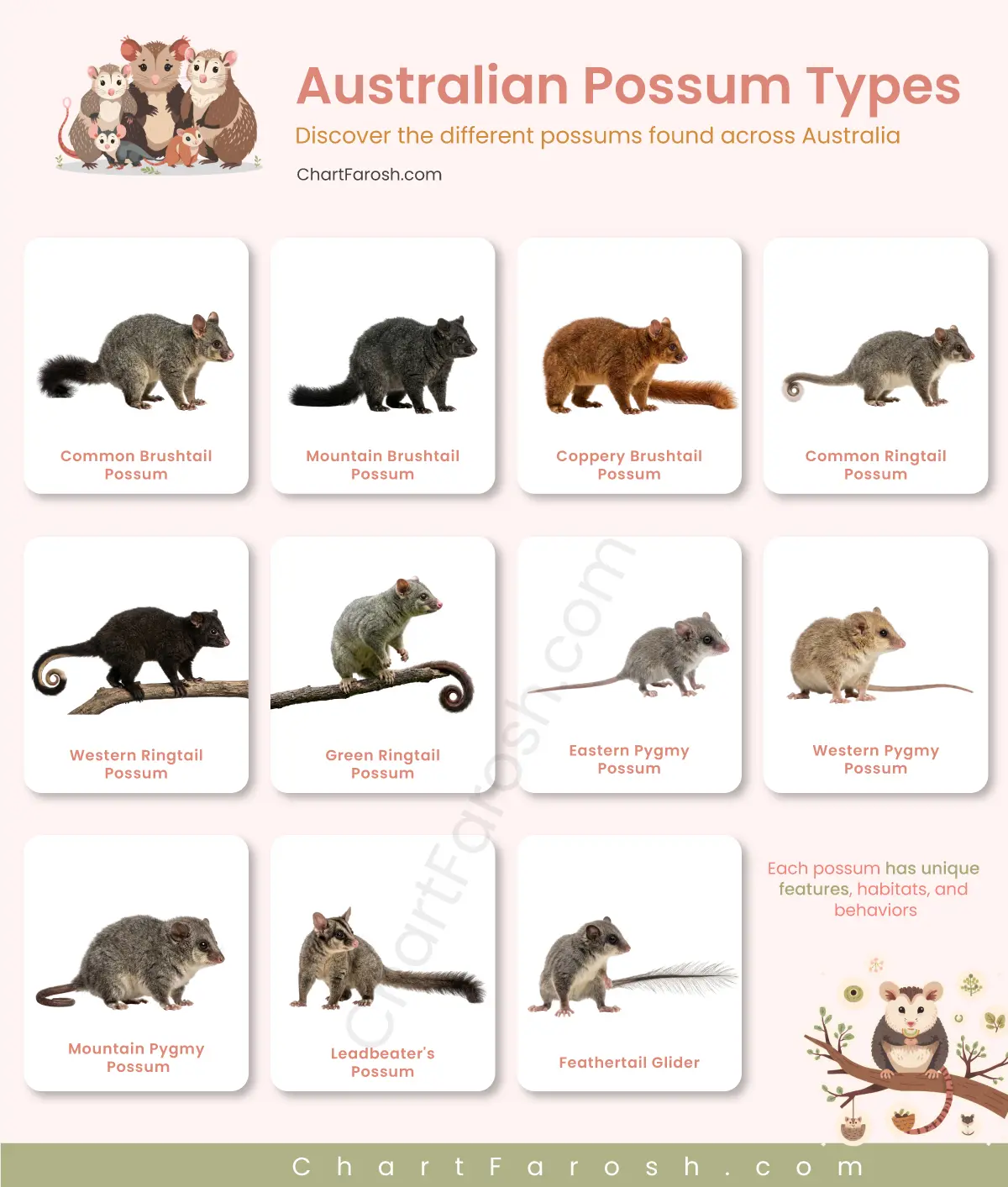 Australian Possum Types list with pictures