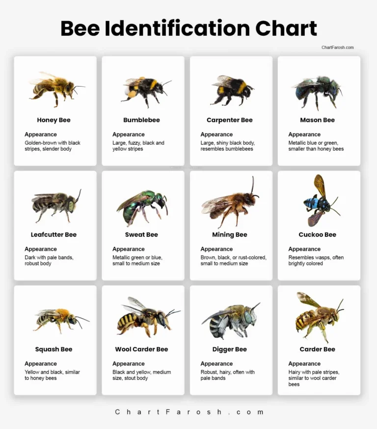 Bee Identification Chart