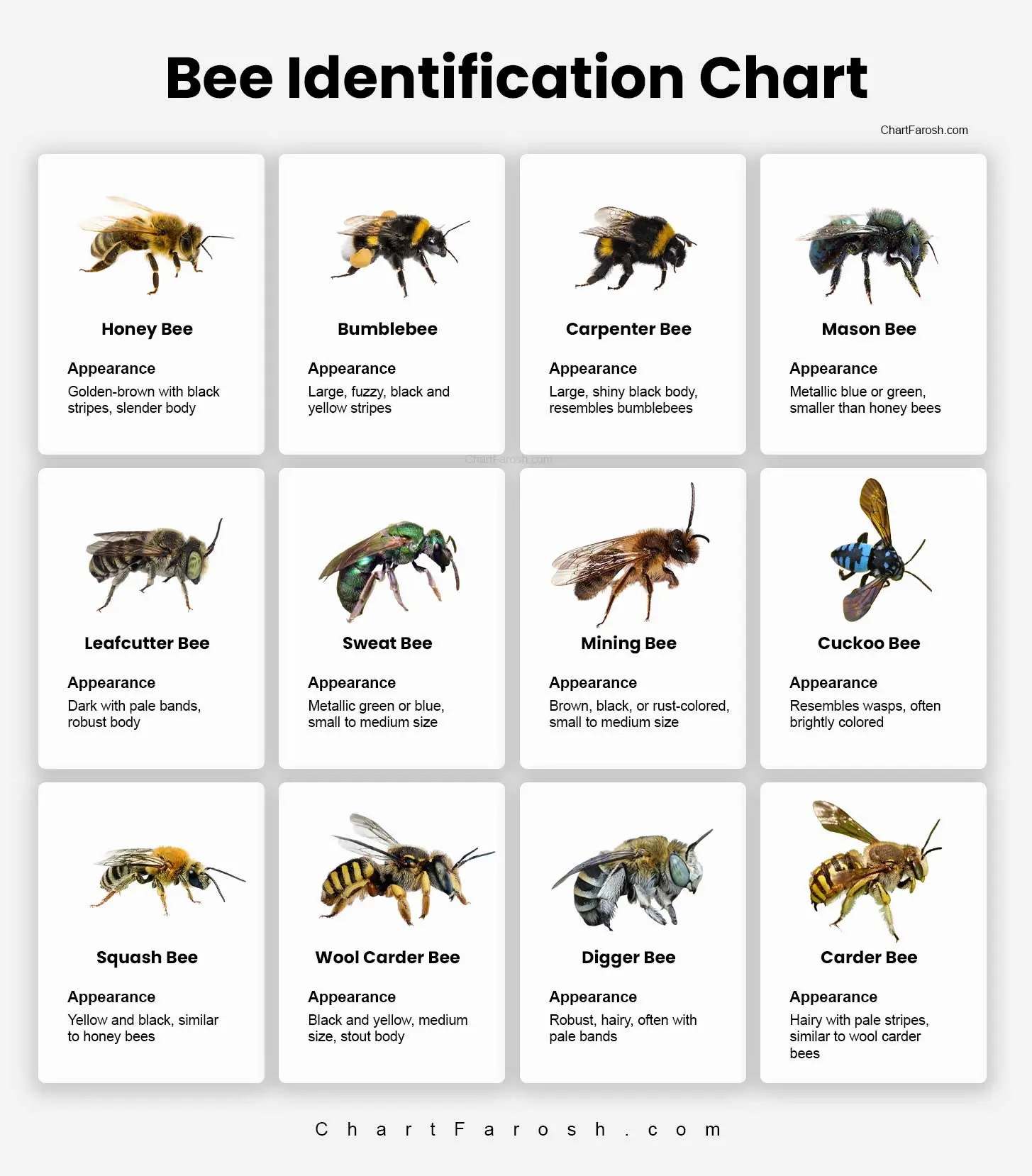Bee Identification Chart Bee Species By Size Color And Unique 