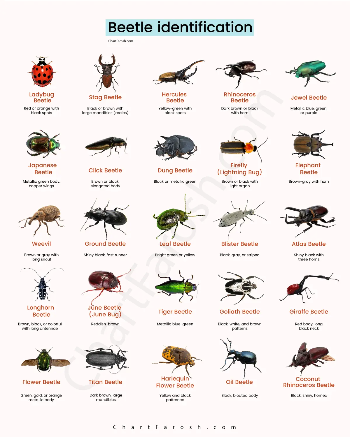 Beetle Identification Chart With Pictures Names Complete Beetle Guide