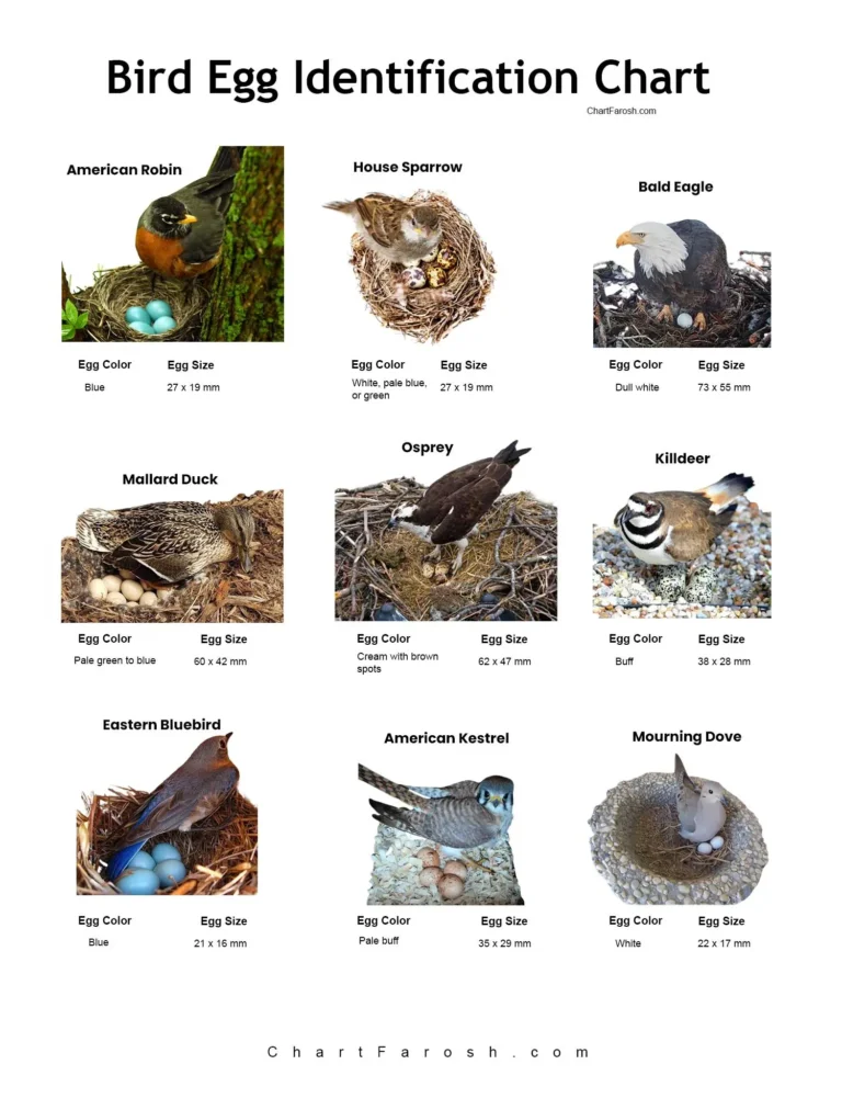 Bird Egg Identification Chart