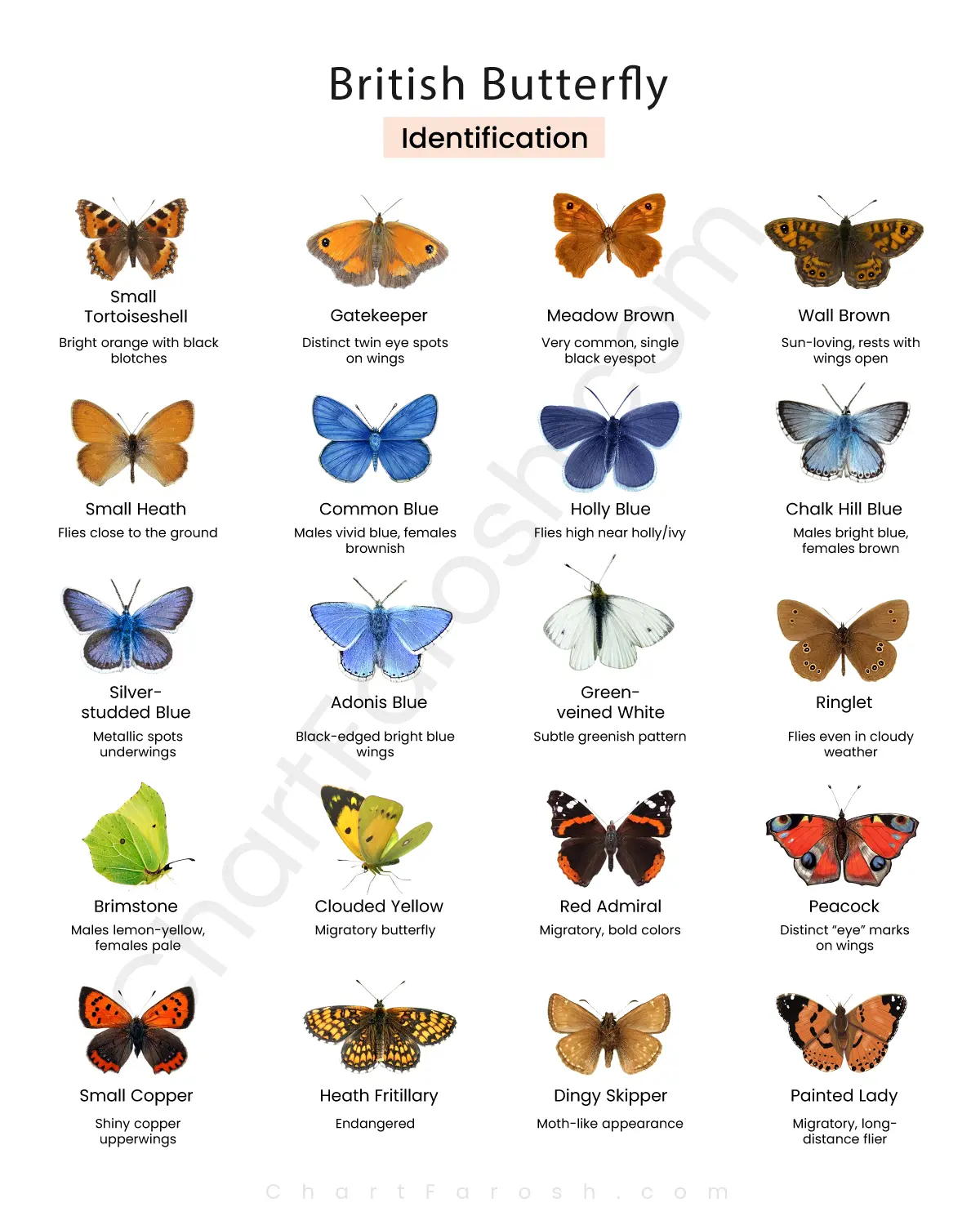 British Butterfly Identification Chart