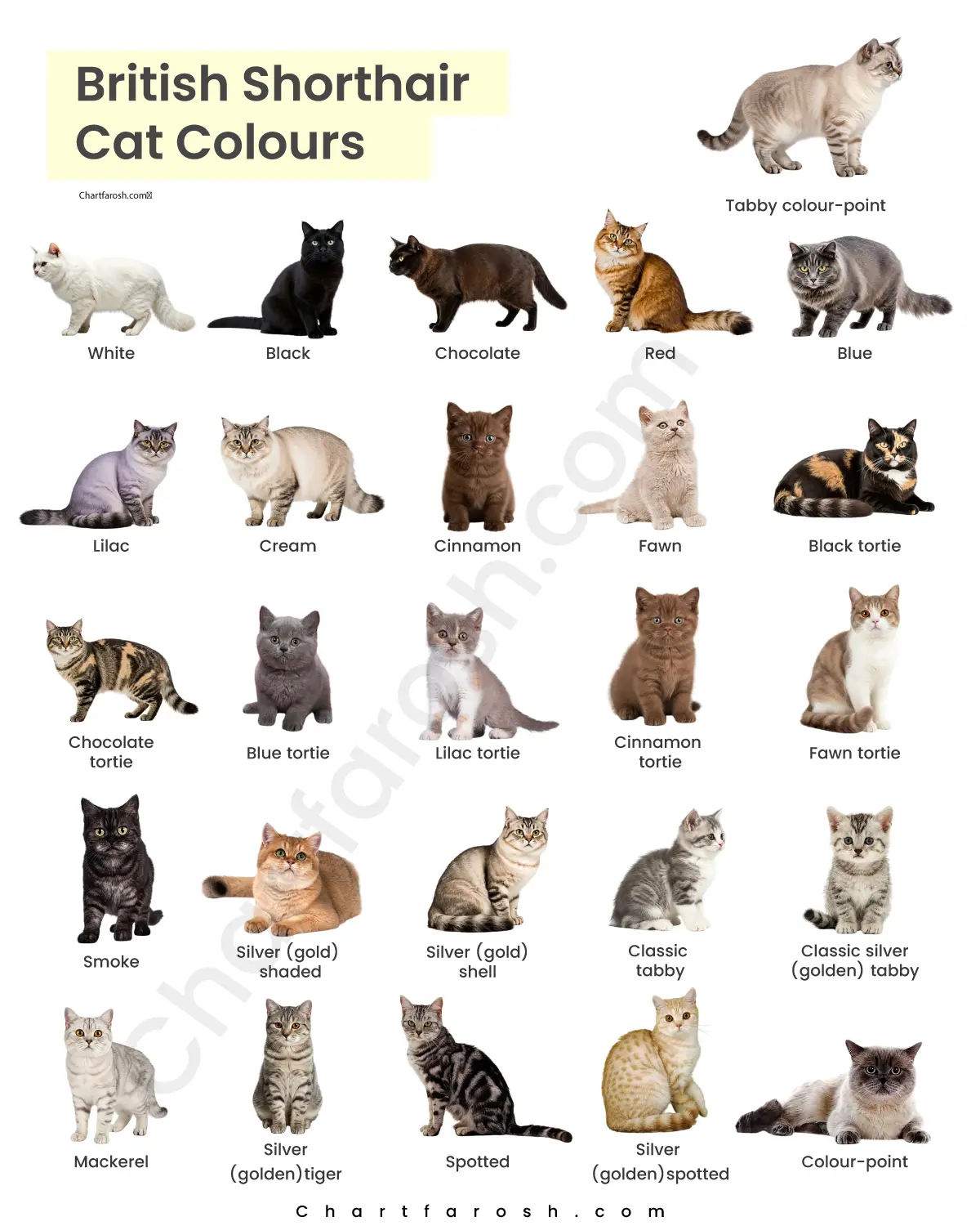 British Shorthair Colors Best Rare Expensive Breeding Color Chart British Shorthair Colors Best Rare Expensive Breeding Color Chart