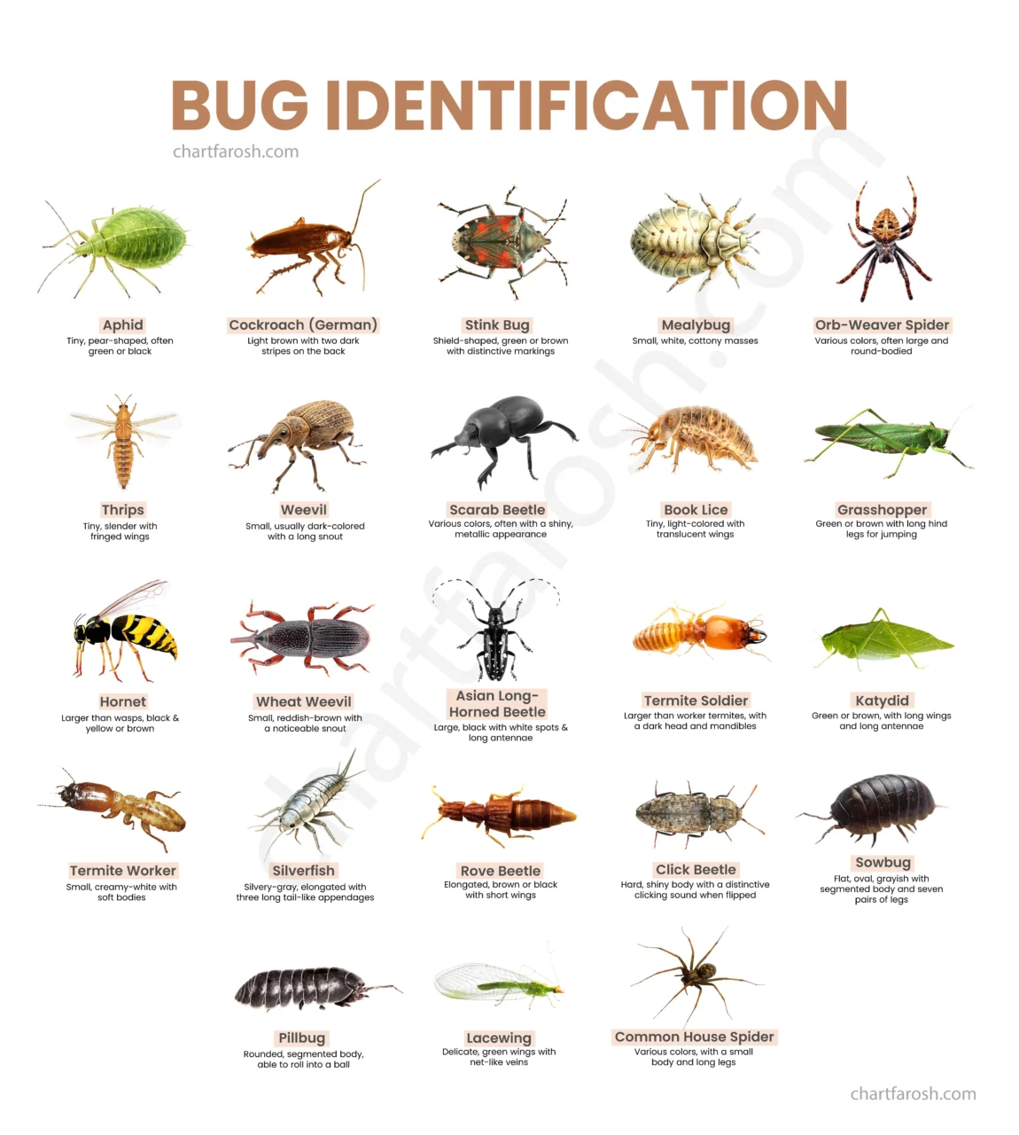 Bug Identification Chart Common Household Garden Bugs With Pictures Bug Identification Chart Common Household Garden Bugs With Pictures