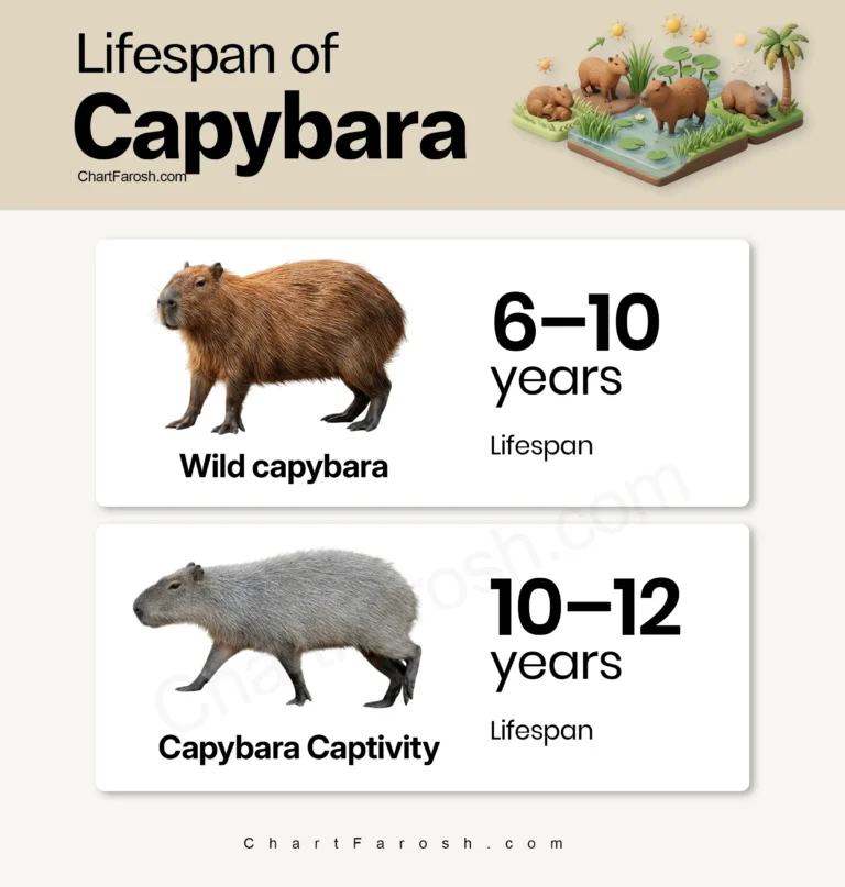 Capybara Lifespan in captivity and wild