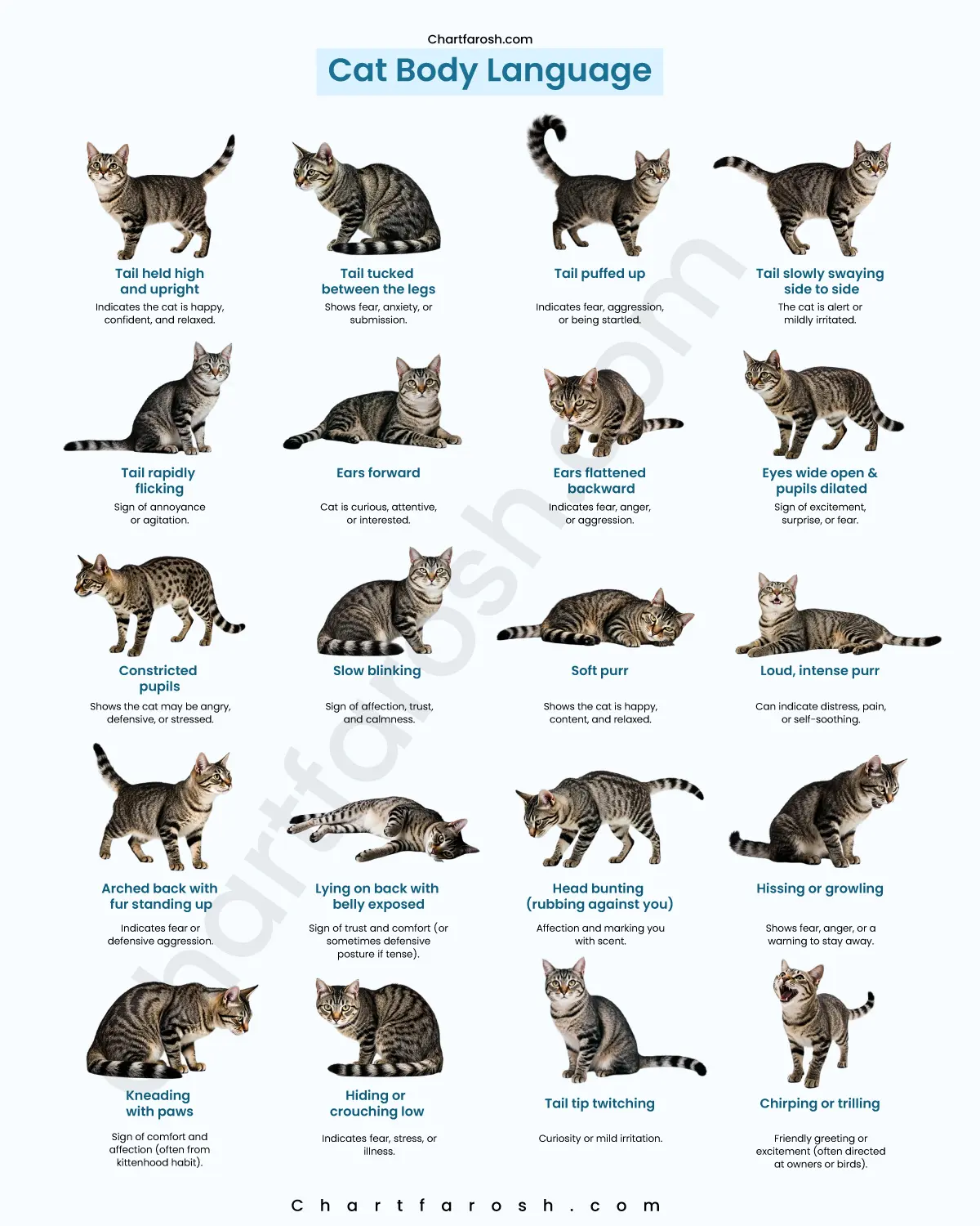 Cat Body Language Chart Meanings Postures Behavior Guide
