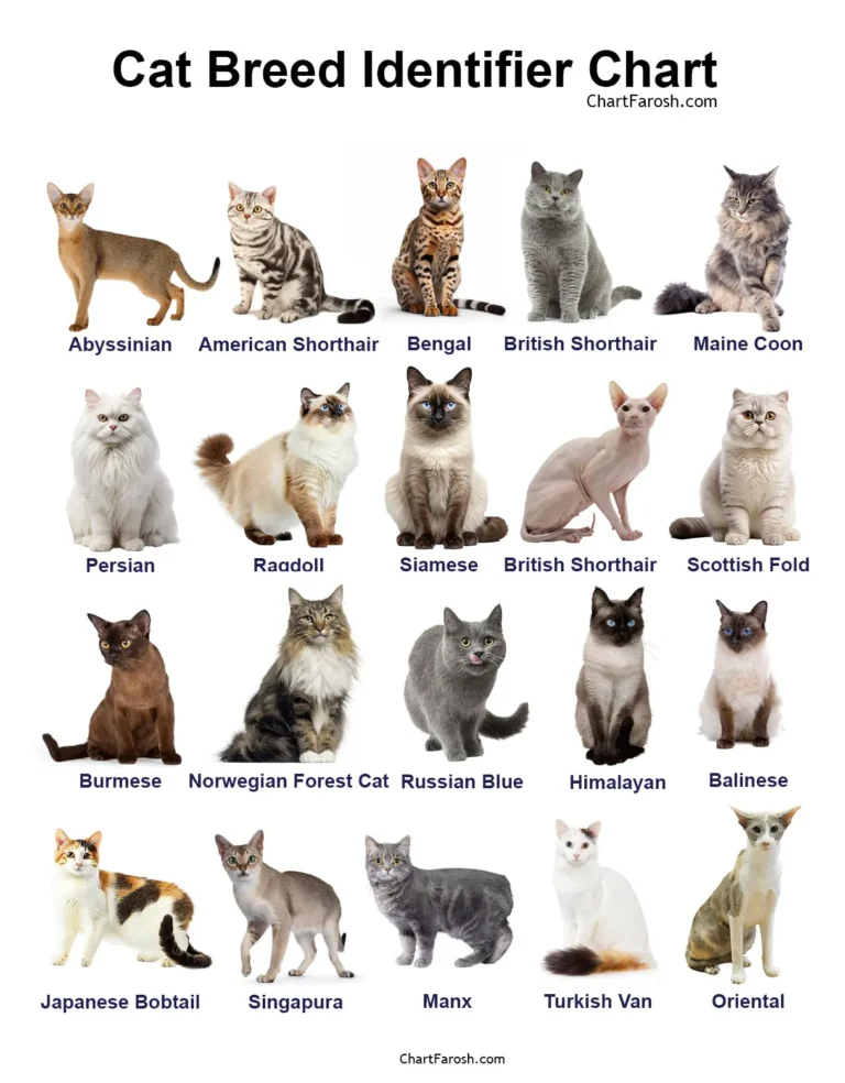 Cat Breed Identifier Chart