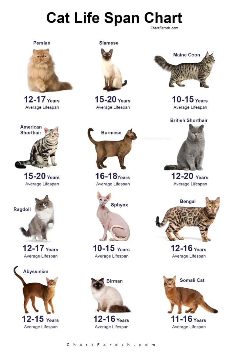 Cat Lifespan Chart