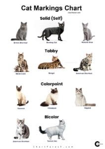 Cat Markings Chart | Genetics & Rarest Patterns and Markings