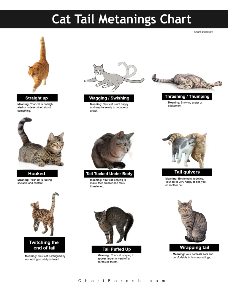 Cat Tail position Meanings Chart