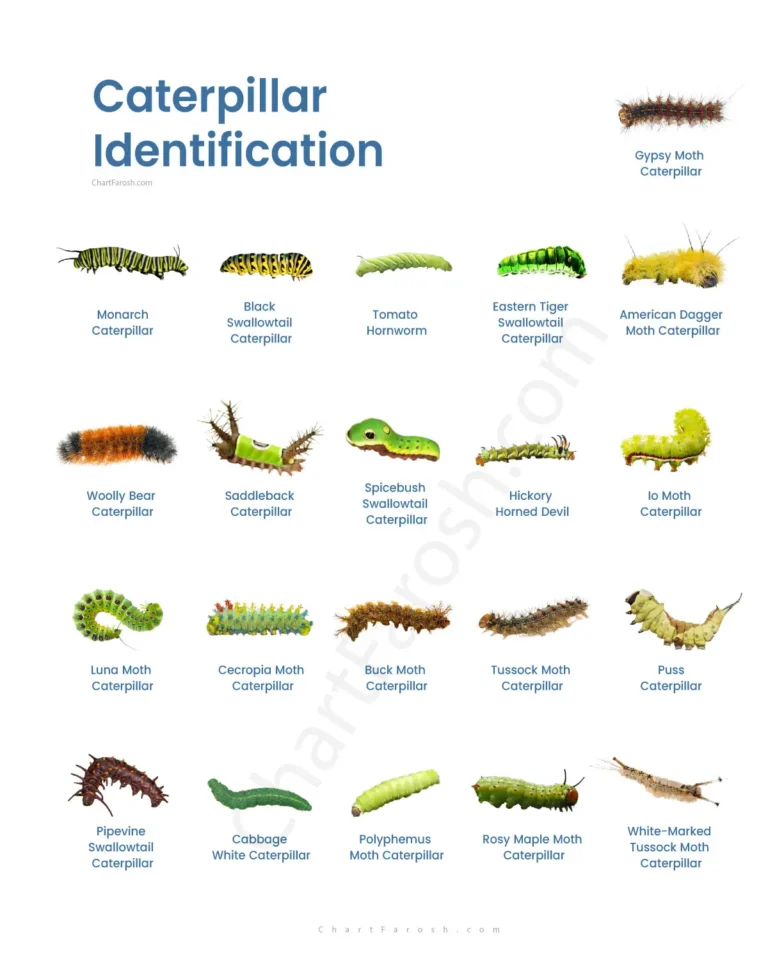 Caterpillar Identification Chart