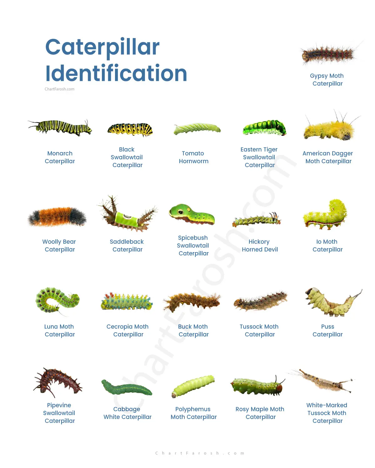 Caterpillar Identification Chart