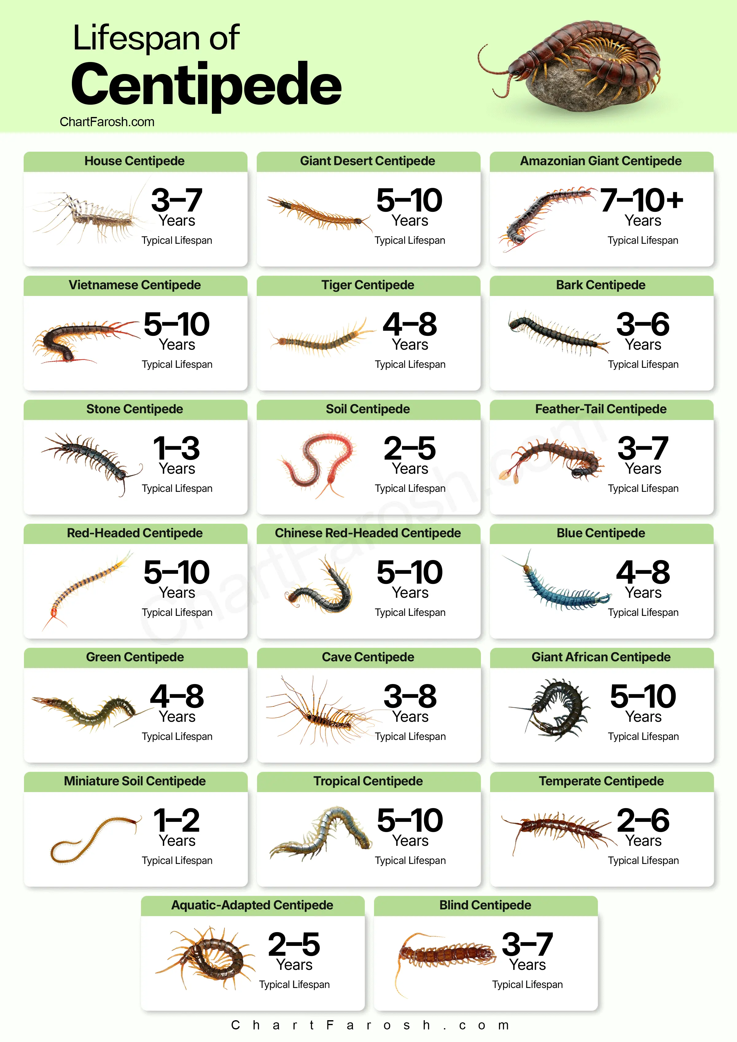 Centipede Lifespan chart