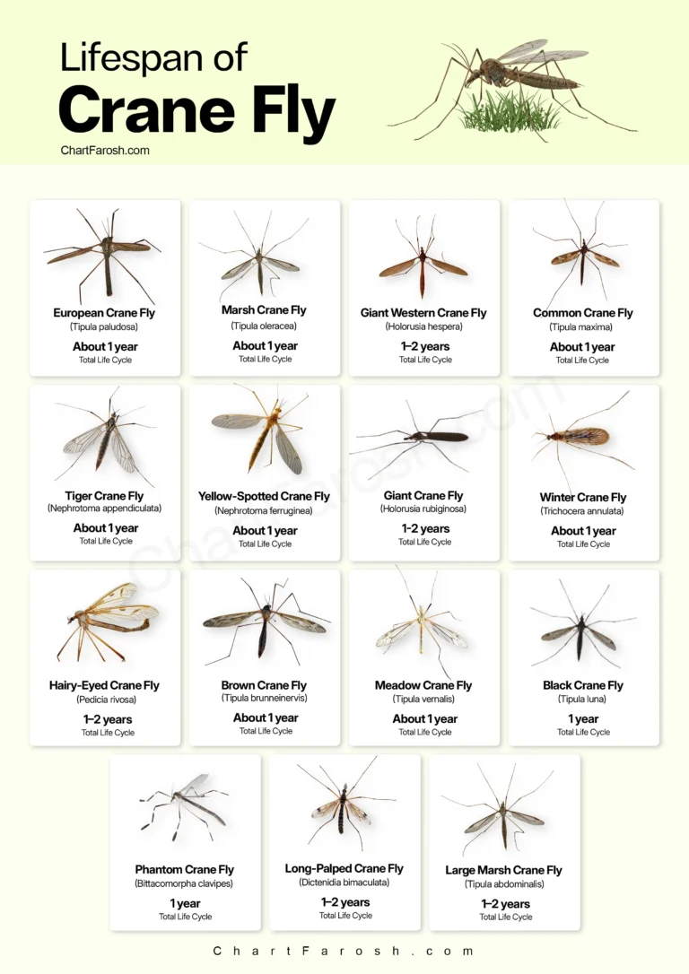 Crane Fly Lifespan Chart