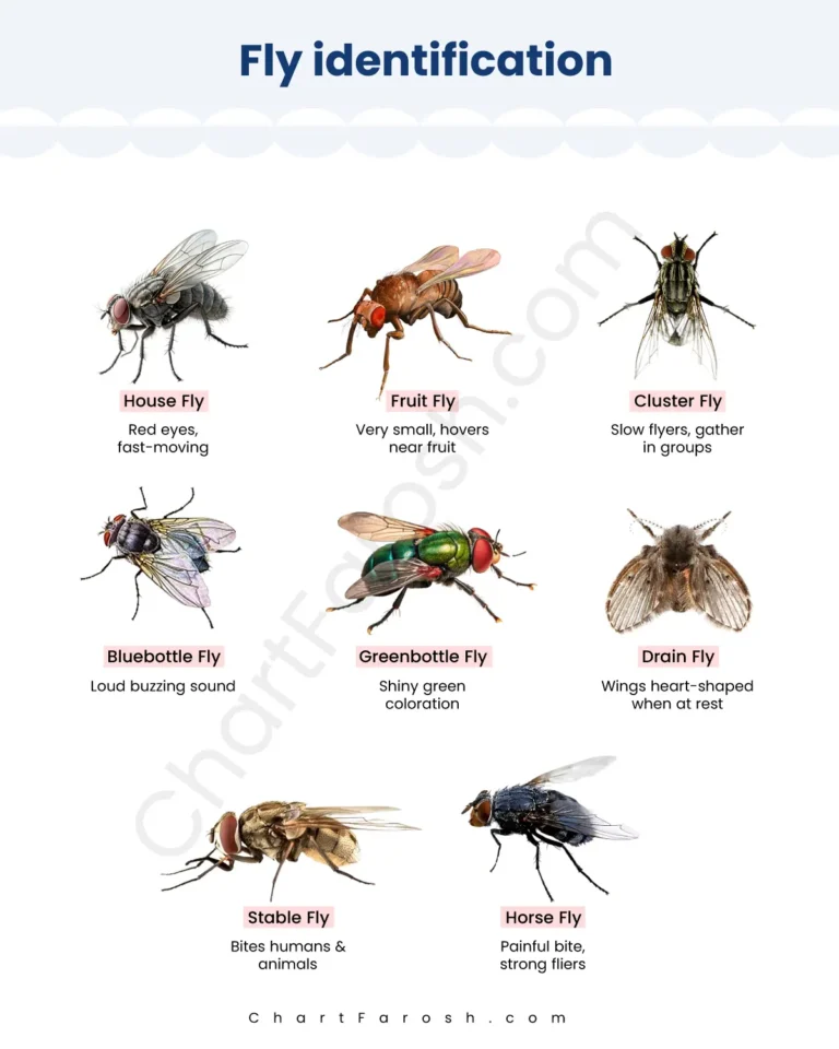 Fly Identification Chart