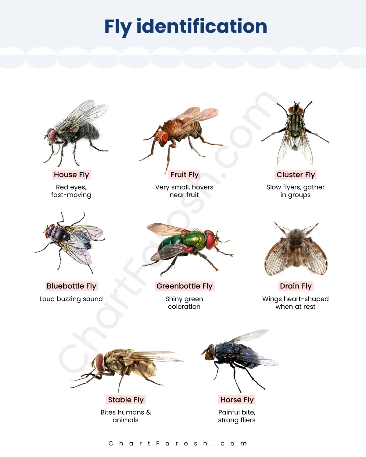 Fly Identification Chart