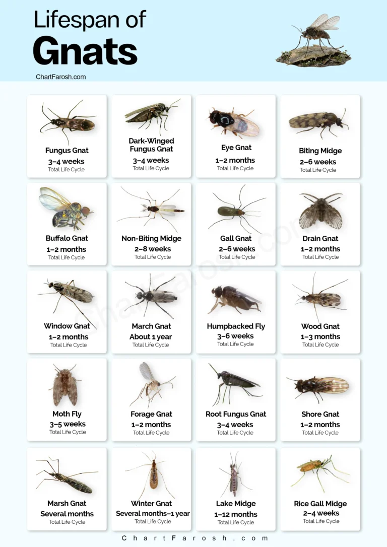 Gnat Lifespan Chart