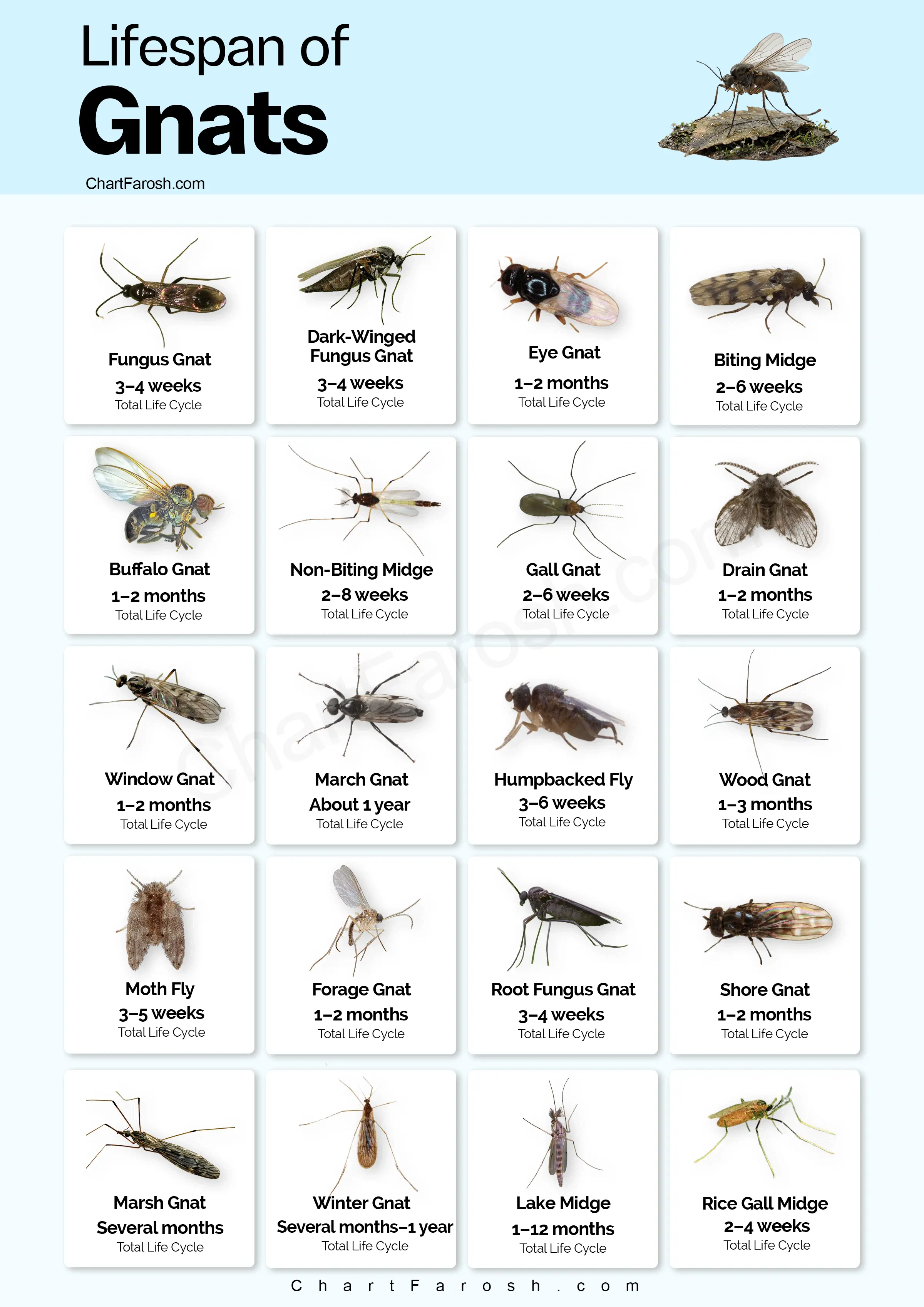Gnat Lifespan Chart