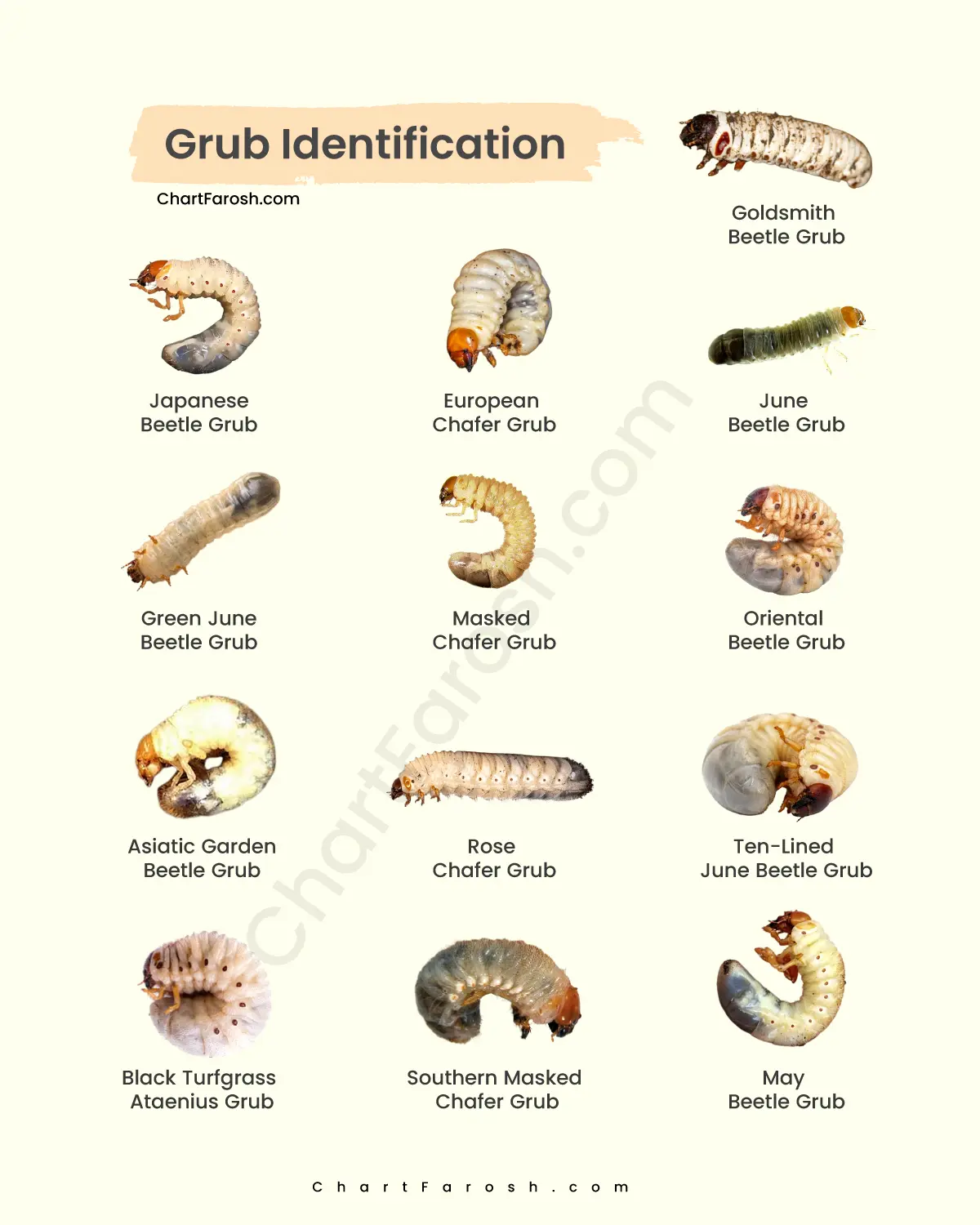 Grub Identification Chart