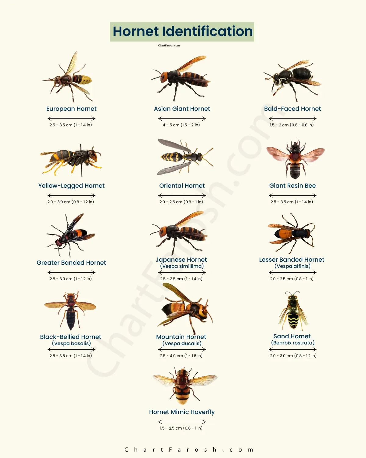 Hornet Identification Chart Types Colors Wasp Comparison Hornet Identification Chart Types Colors Wasp Comparison