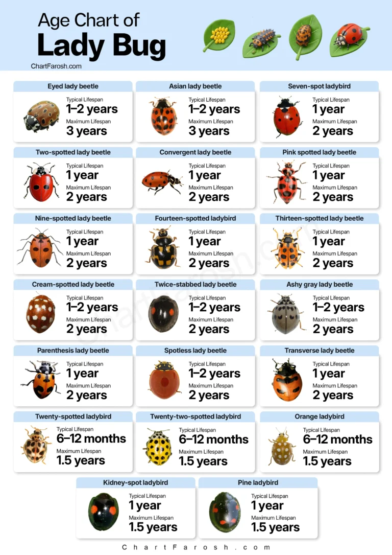 Ladybug Lifespan Chart