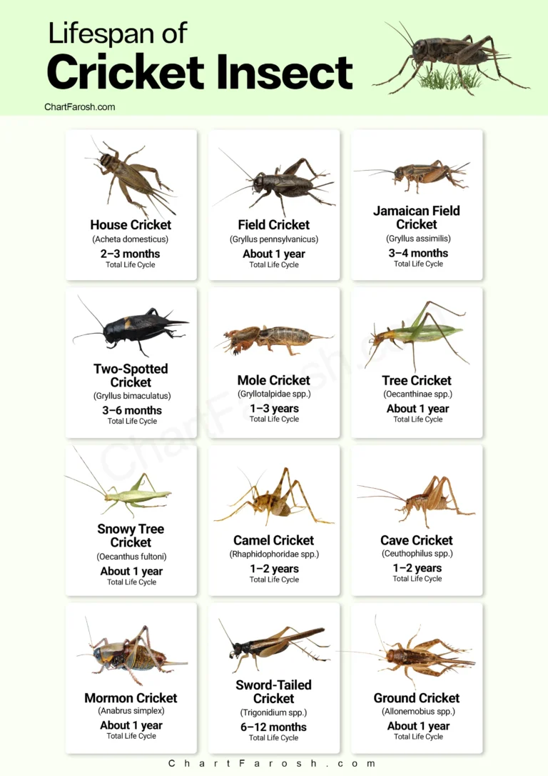 Cricket insect Lifespan Chart