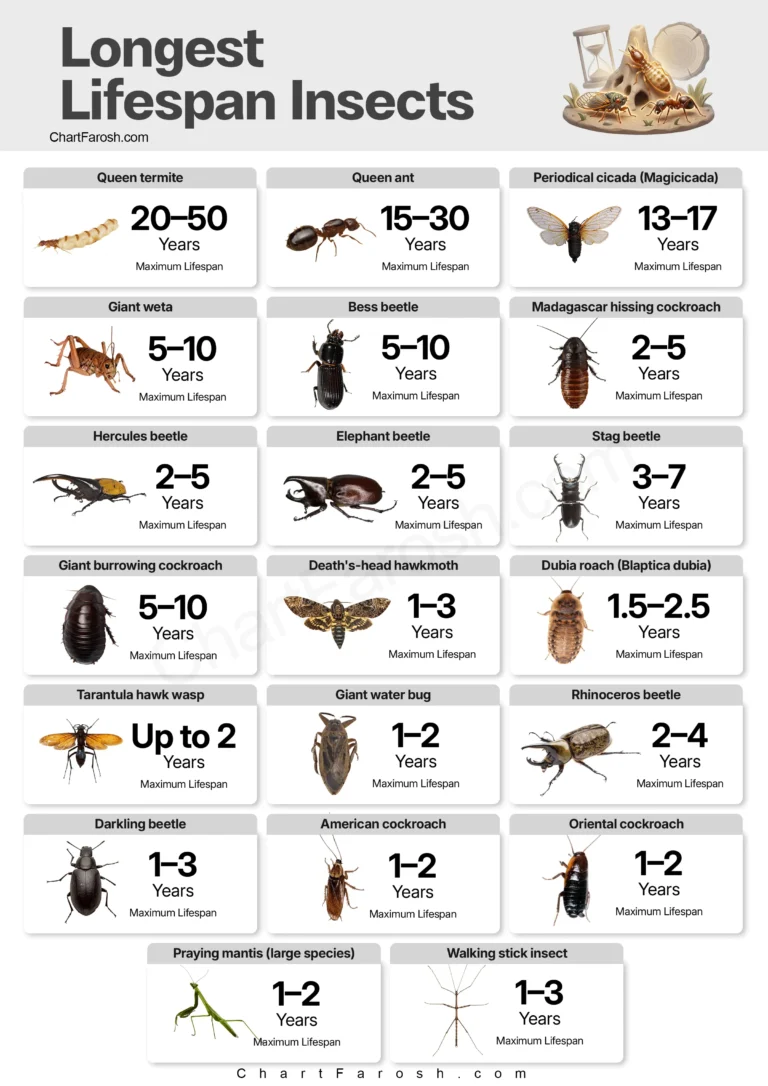 Insects With the Longest Lifespan