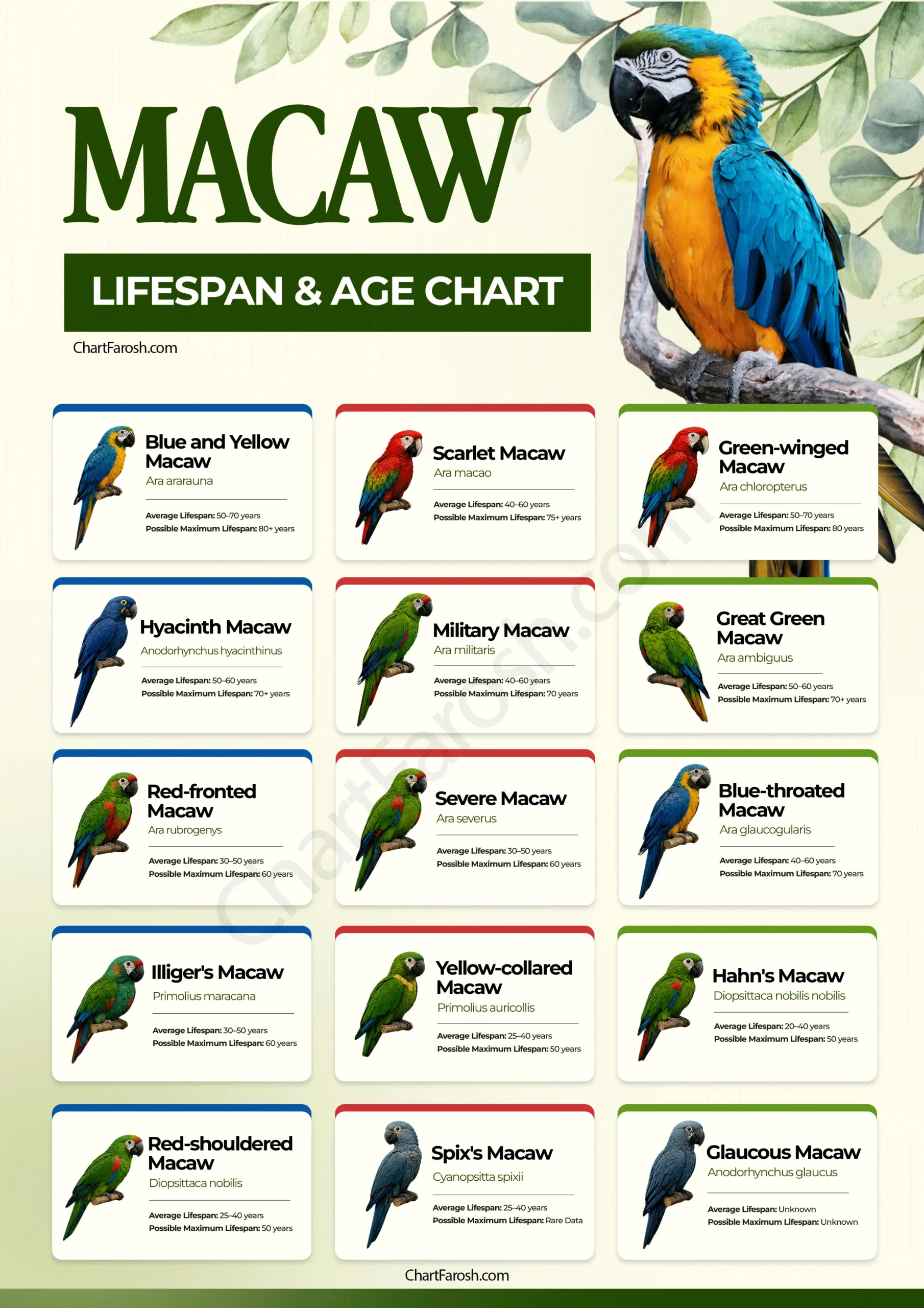 Macaw Lifespan Chart