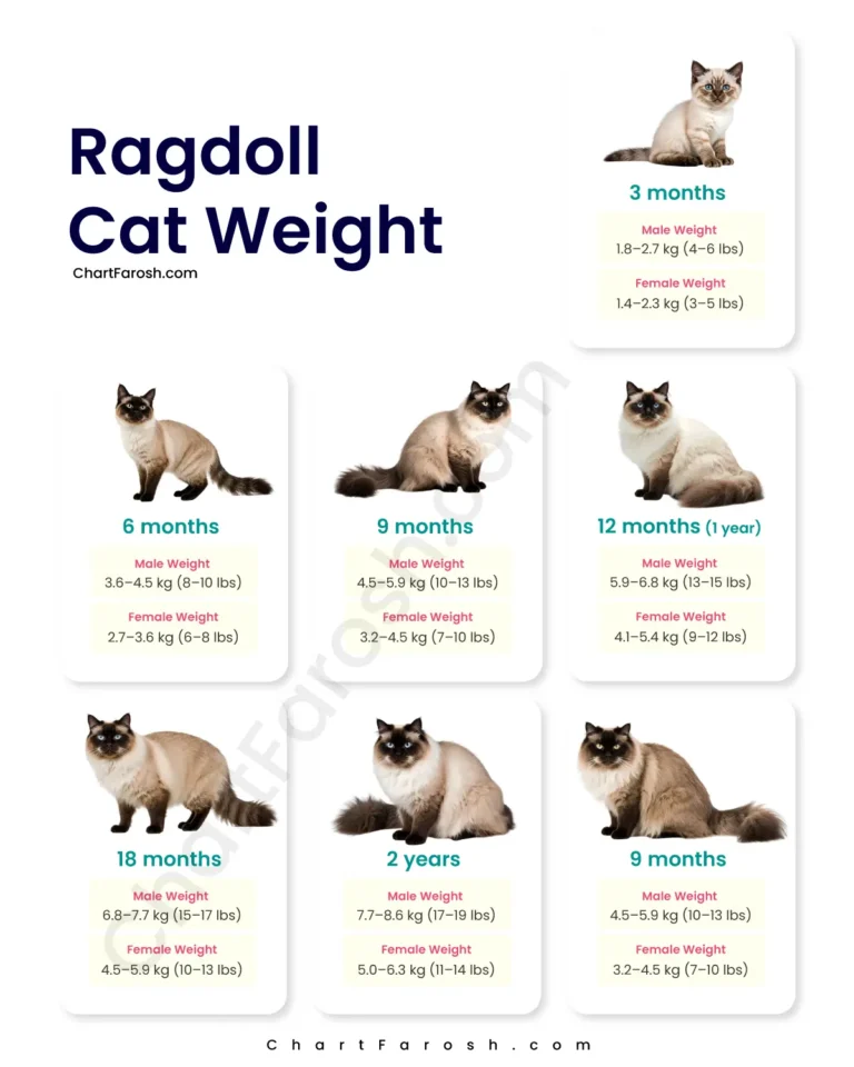 Ragdoll Cat Weight Chart