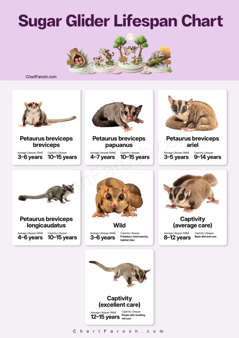 Sugar Glider Lifespan Chart in captivity and wild