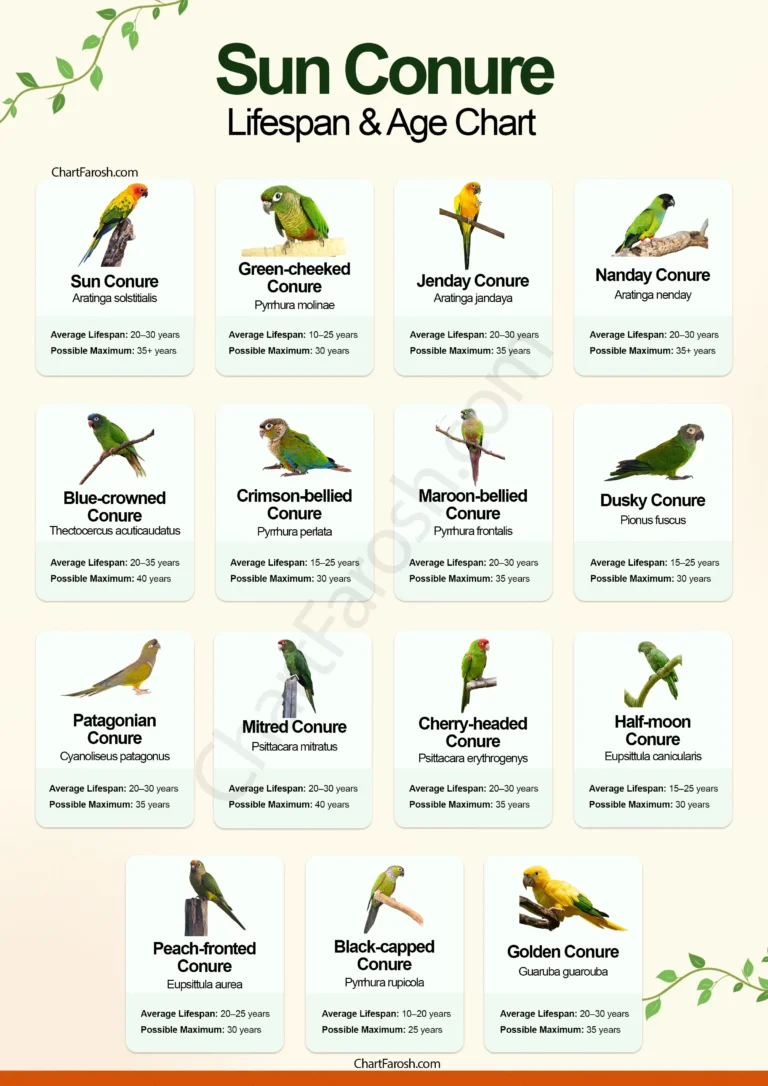 Sun Conure Lifespan and age chart