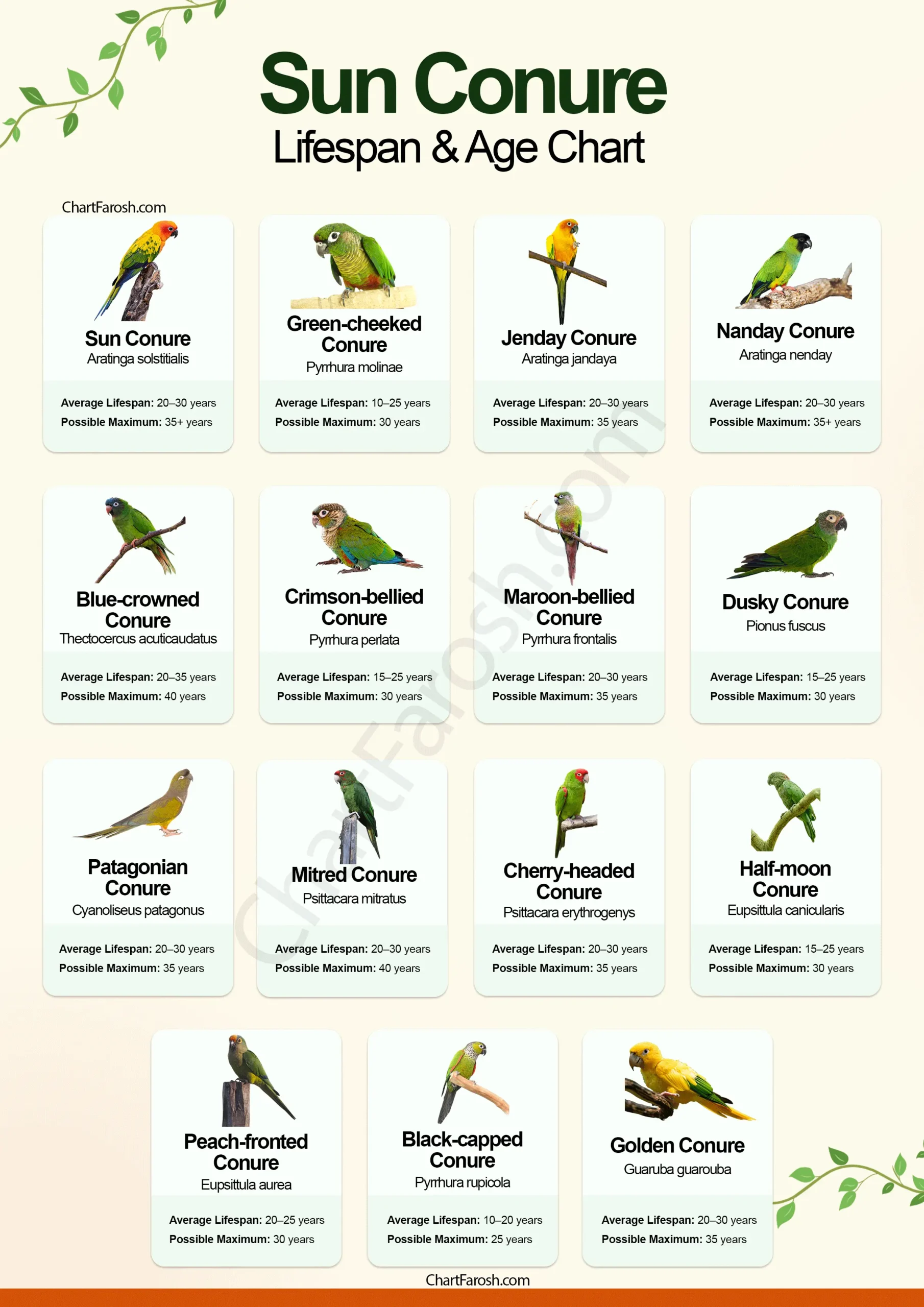 Sun Conure Lifespan and age chart