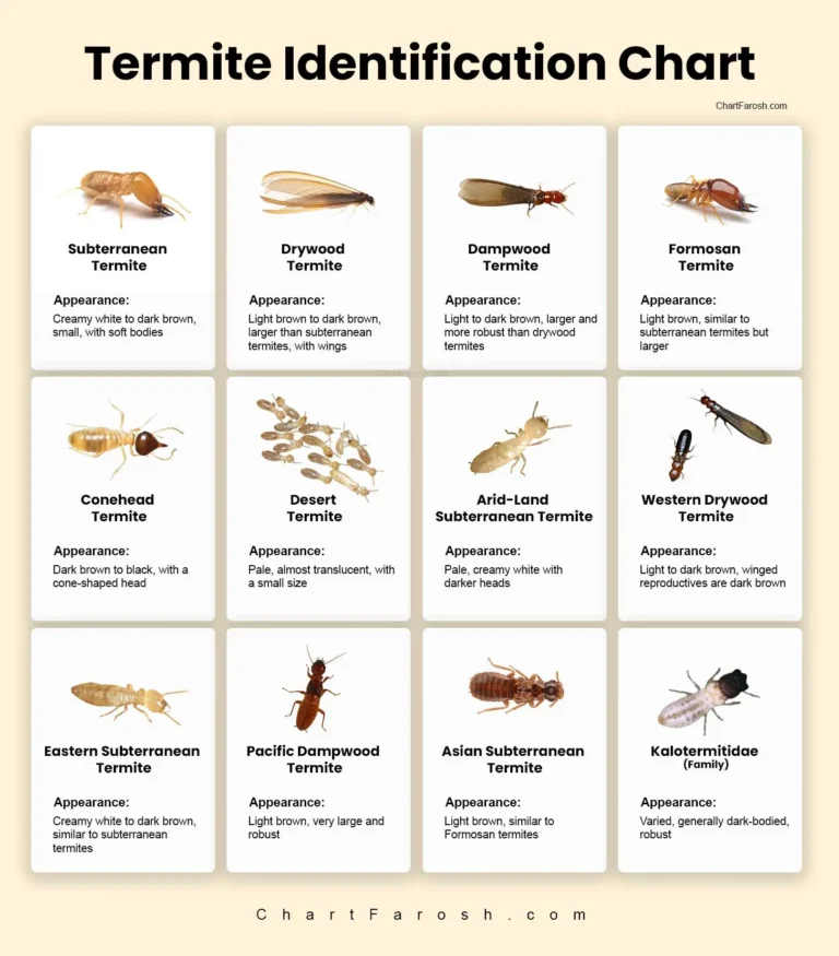 Termite Identification Chart