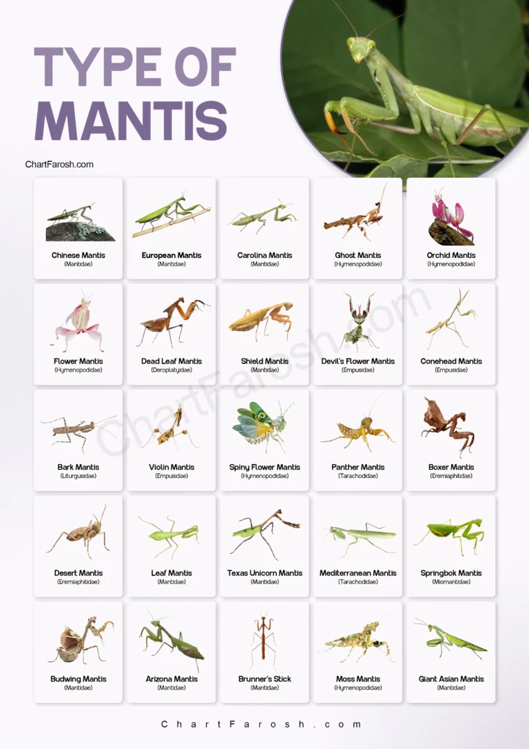 Types of mantises with pictures
