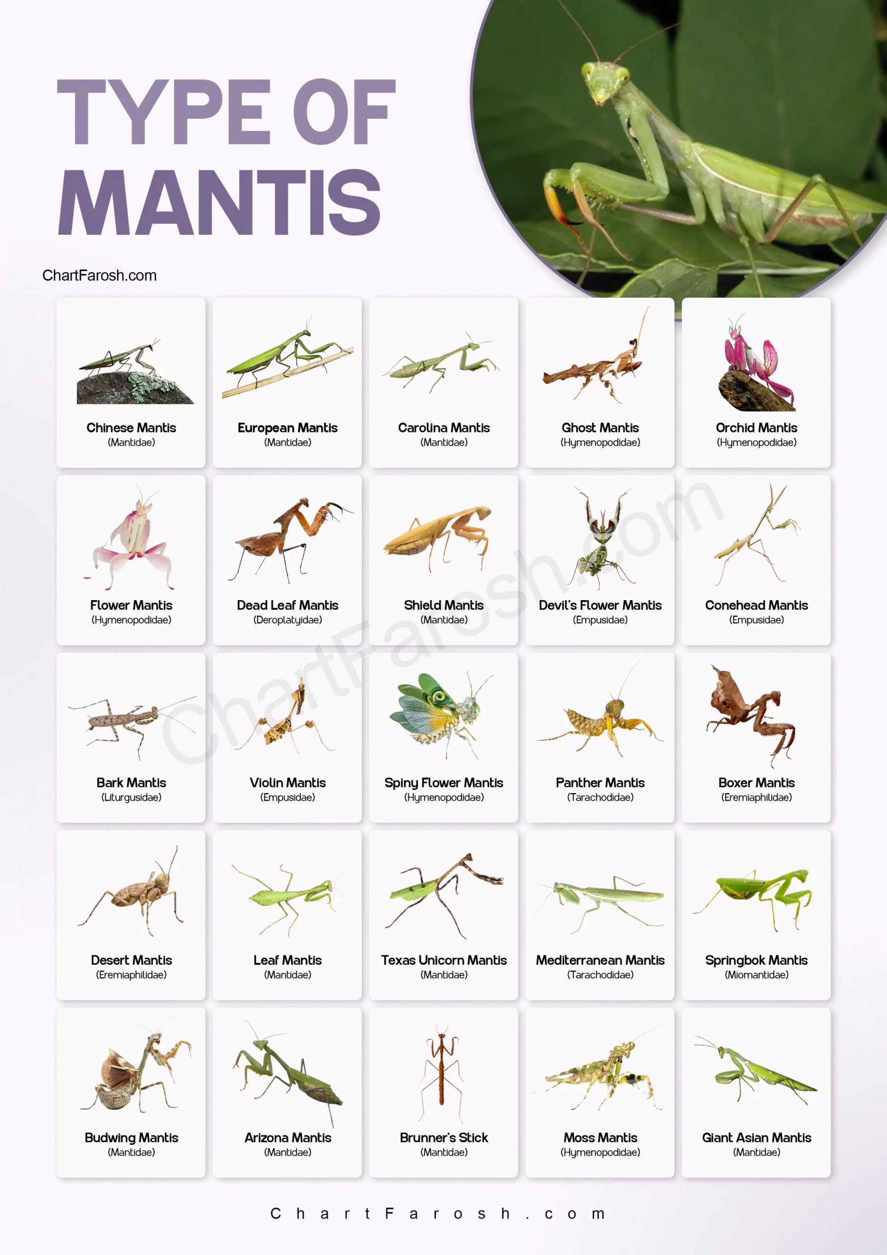 Types of mantises with pictures