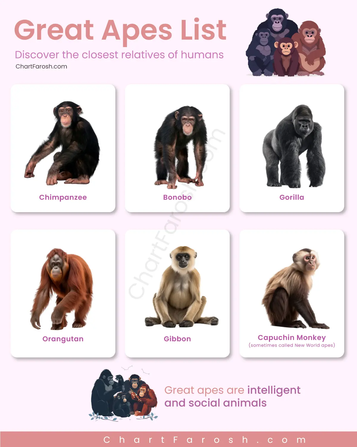Types of Apes List with Pictures