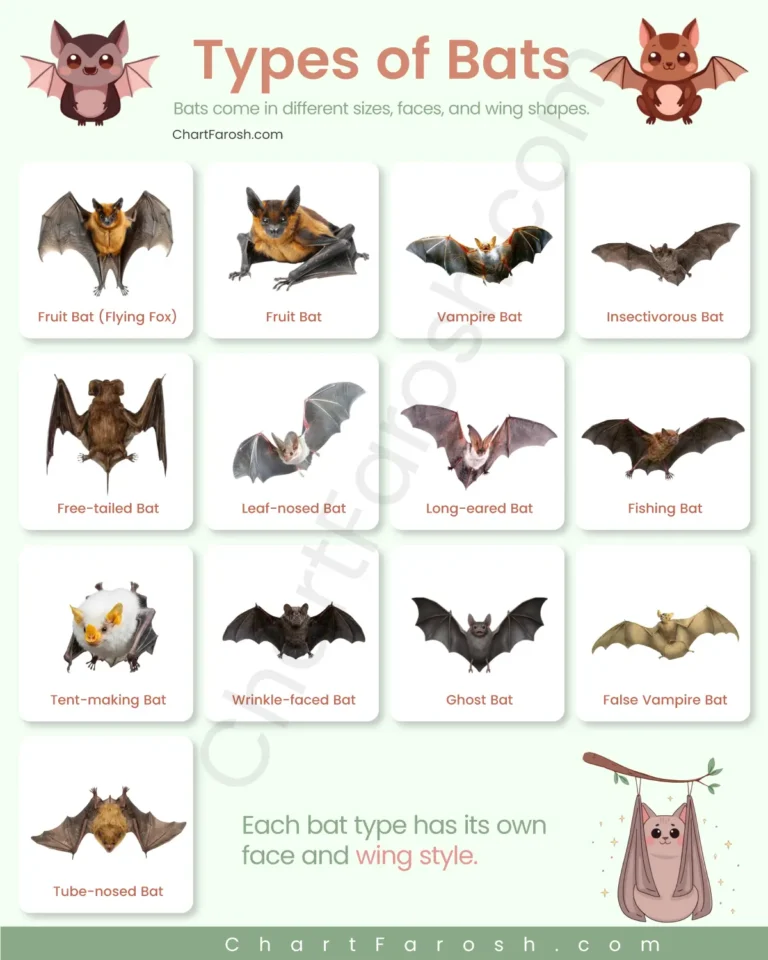 Types of Bats Chart with Pictures