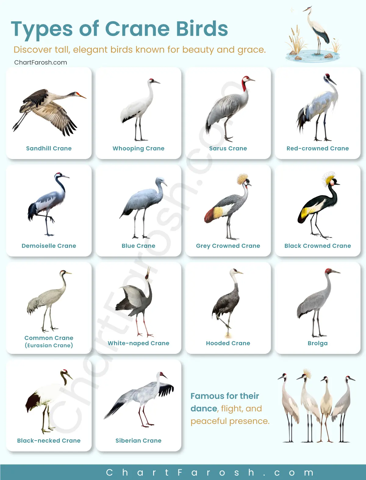Types of Crane Birds List with Pictures