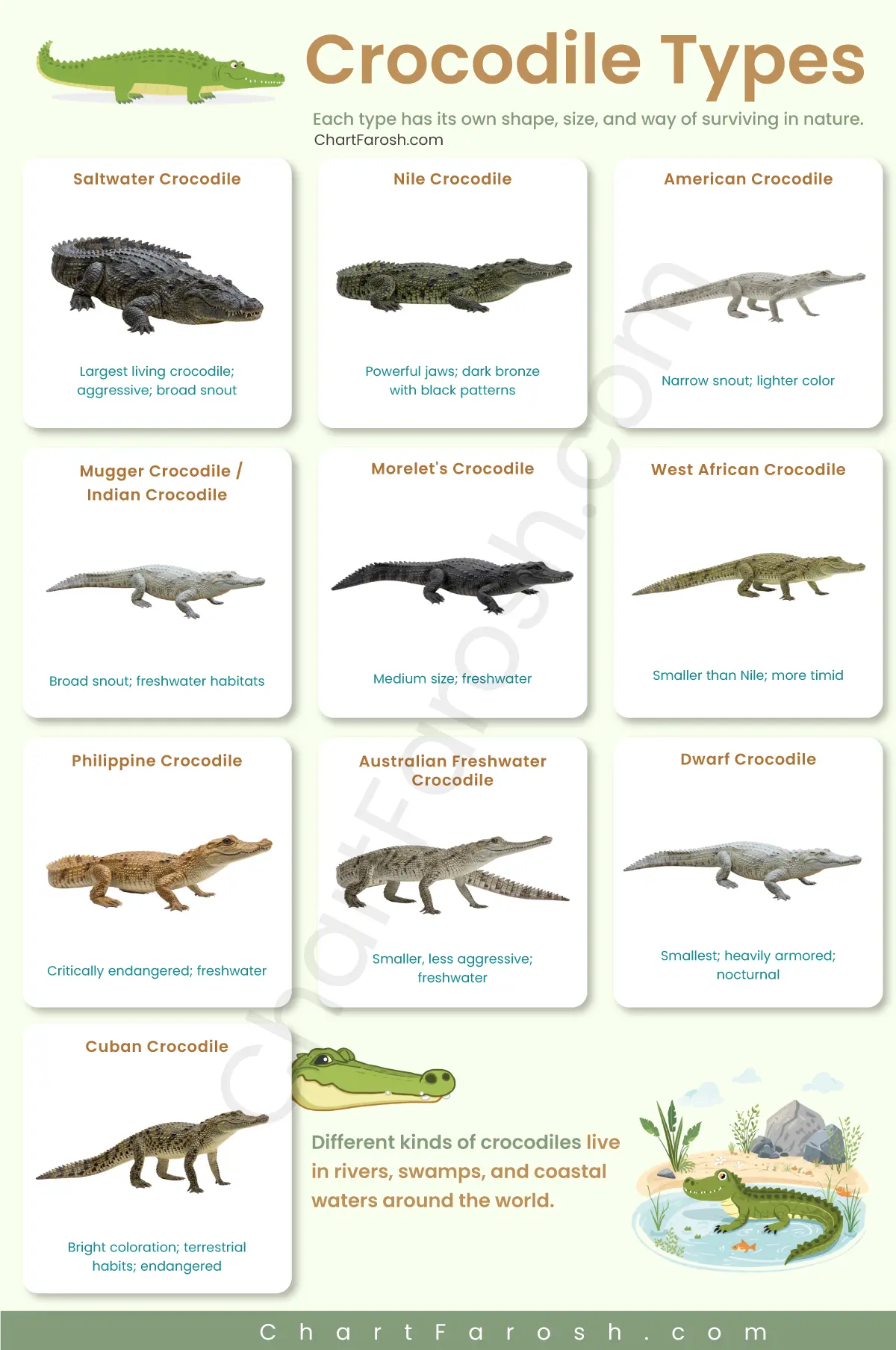Types of crocodiles with pictures