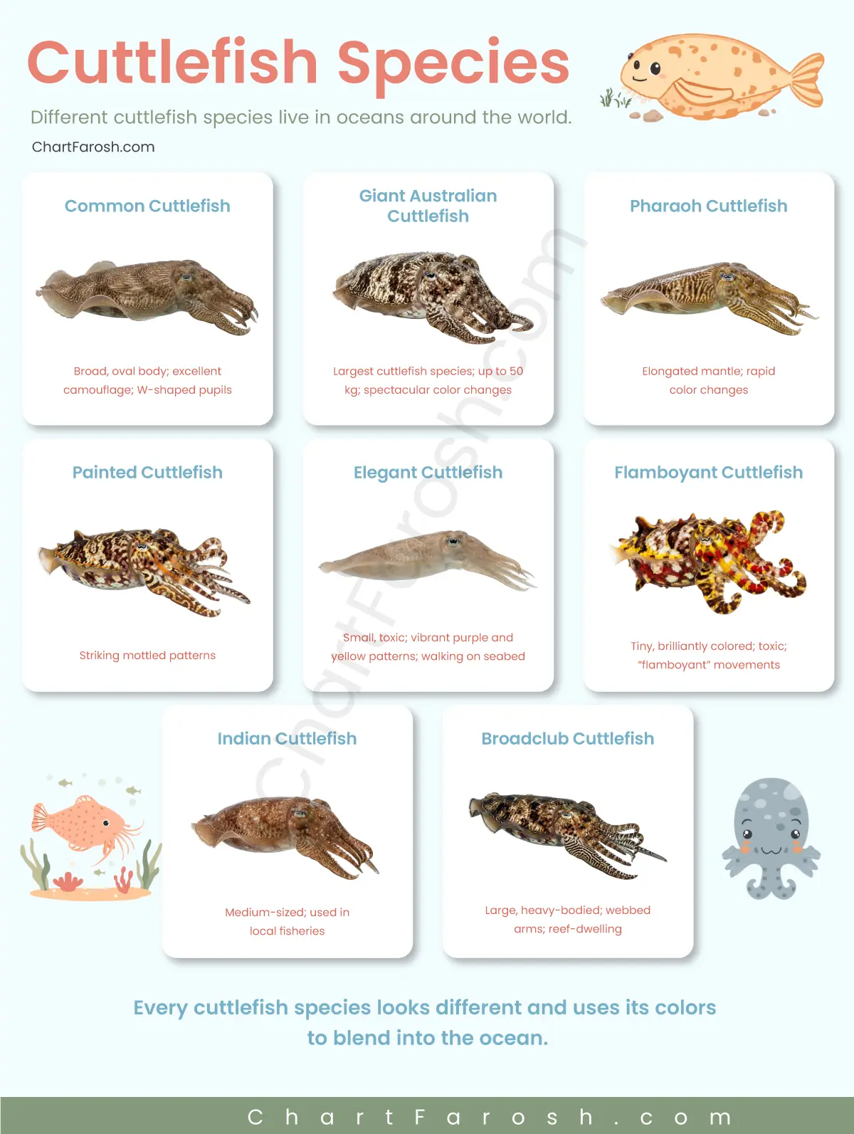 Types of cuttlefish with pictures