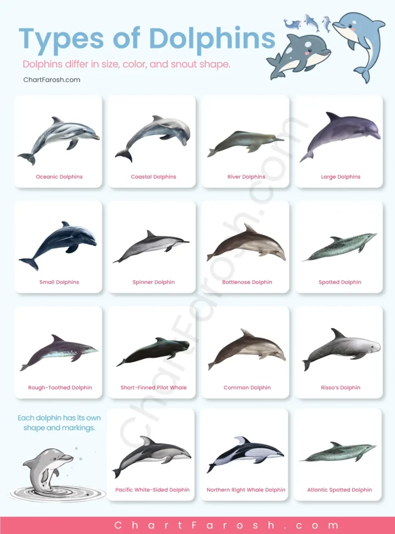 Types of Dolphins Names List with Pictures