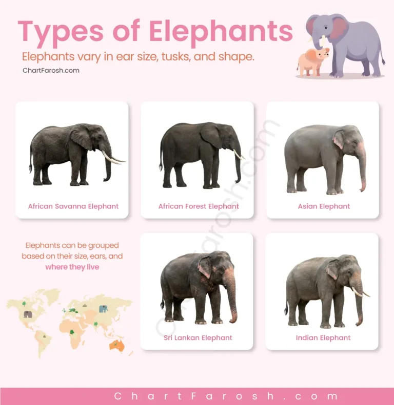 Types of Elephants with pictures